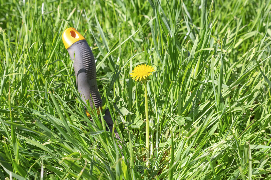 Bei der Rasenpflege im Frühling wird Unkraut mit einem Unkrautstecher aus einer Wiese entfernt