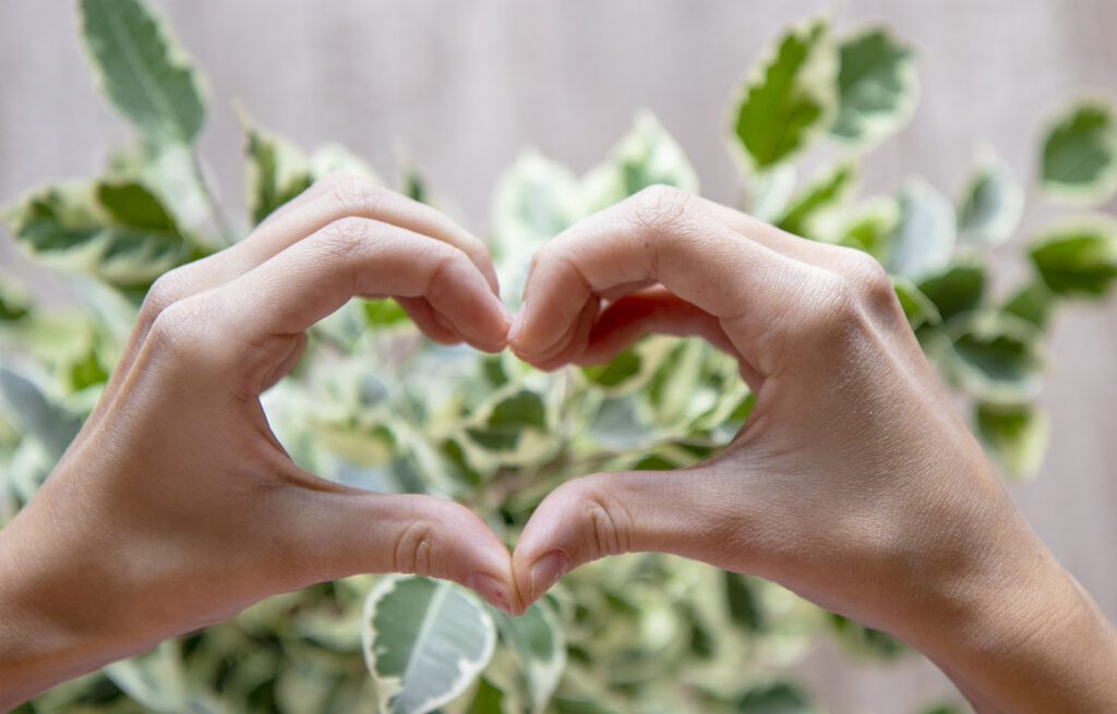 Eine Person macht mit ihren Händen und Fingern die Form eines Herzens vor einem Ficus
