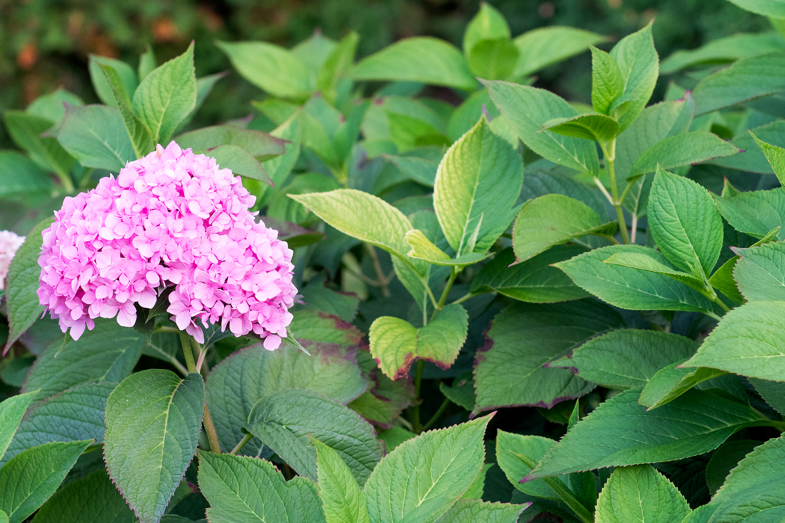 Eine Hortensie mit einer rosaroten Blütenstaude