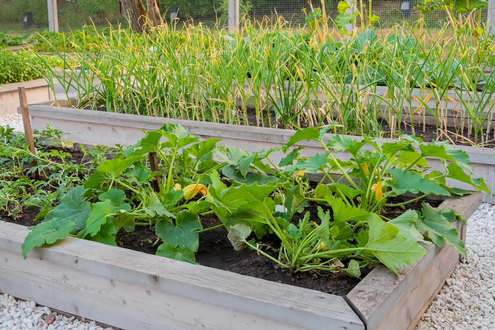Zucchini-Pflanzen in einem Hochbeet