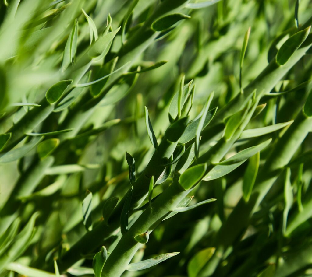 Estragon: Heilkräuter sollte man im Garten haben