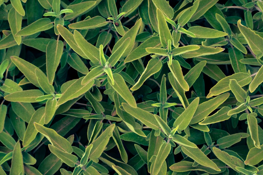 Salbeibusch mit vielen Salbeiblättern: Entdecken Sie die besten Heilkräuter für Ihren Garten und erfahren Sie, wie sie Ihre Gesundheit fördern können.