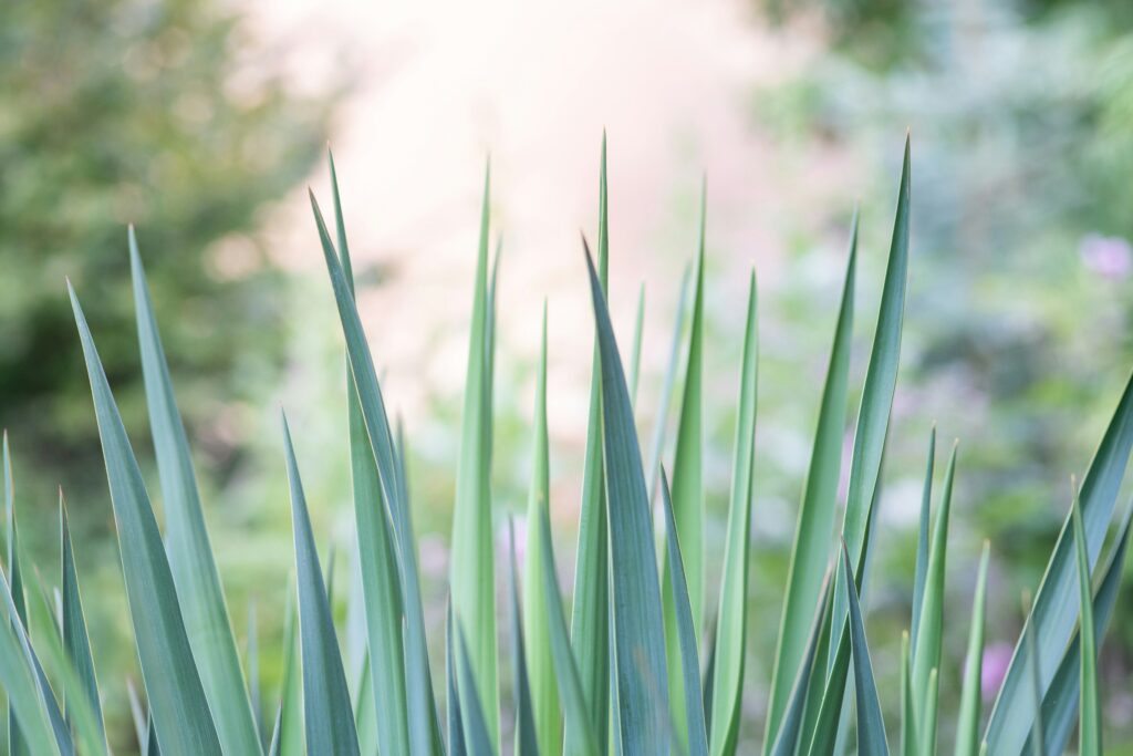 Das Bild zeigt eine Gruppe von grünen Pflanzenblättern, die spitz zulaufen, der Yucca Pflanze. Die Blätter sind in der Mitte des Bildes fokussiert und ragen vertikal nach oben, während der Hintergrund unscharf ist und eine sanfte, pastellfarbene Bokeh-Lichteffekt aufweist, was auf einen Garten oder eine natürliche Umgebung im Hintergrund schließen lässt. Die Beleuchtung ist weich und scheint von vorne zu kommen, was die Farben und Konturen der Blätter hervorhebt. Die Komposition vermittelt ein Gefühl von Ruhe und ist wahrscheinlich im späten Nachmittagslicht oder bei einem bedeckten Himmel aufgenommen worden.

