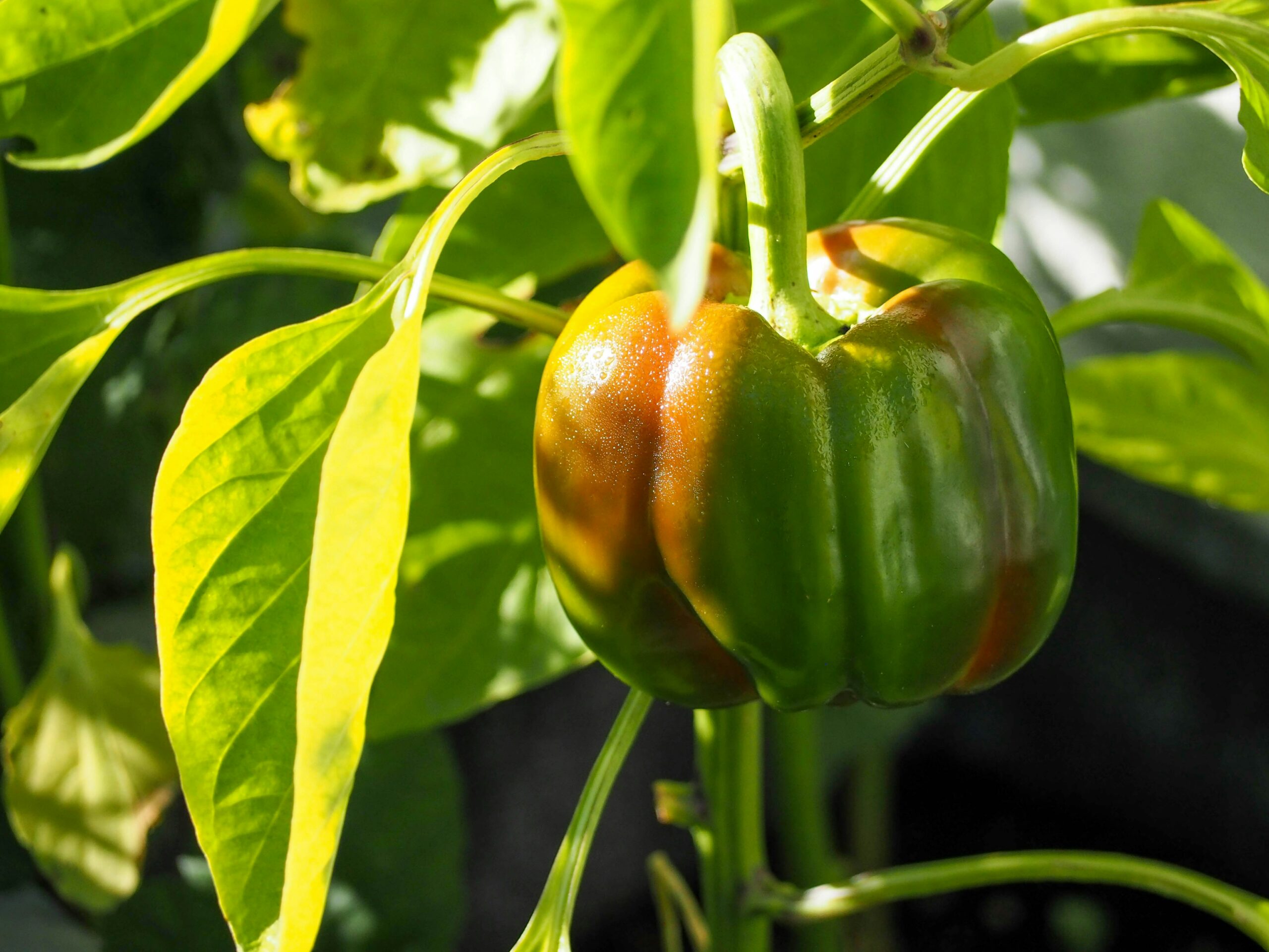 Paprika Pflanzen vorziehen bring sehr viele vorteile