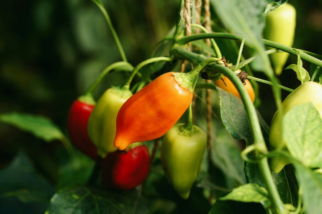Eine Paprika die vorgezogen wurde trägt Früchte