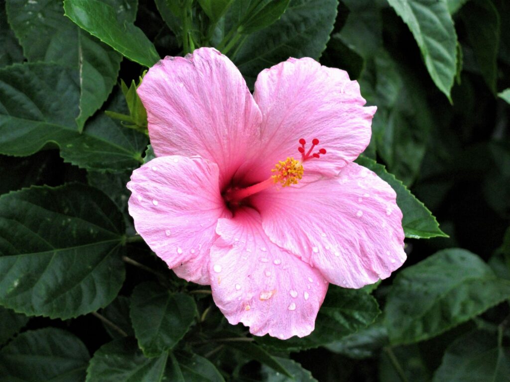 Das Bild zeigt eine einzelne rosa Hibiskusblüte in Nahaufnahme. Die Blüte ist vollständig geöffnet und weist eine leuchtend rosa Farbe auf, die zum Zentrum hin intensiver wird. Die fünf Blütenblätter sind breit und überlappen sich leicht, mit einer samtigen Textur, die durch das natürliche Licht hervorgehoben wird. Im Zentrum der Blüte befindet sich ein auffälliger Stempel mit mehreren gelben Staubgefäßen, die sich über die Blütenblätter erheben. Auf den Blütenblättern sind einige Wassertropfen sichtbar, was darauf hindeutet, dass es kürzlich geregnet hat oder die Blume besprüht wurde. Im Hintergrund sind die grünen Blätter der Pflanze zu erkennen, die einen schönen Kontrast zur rosa Farbe der Blüte bilden. Der Fokus liegt fest auf der Blume, während der Hintergrund unscharf ist, was die Blüte weiter hervorhebt.




