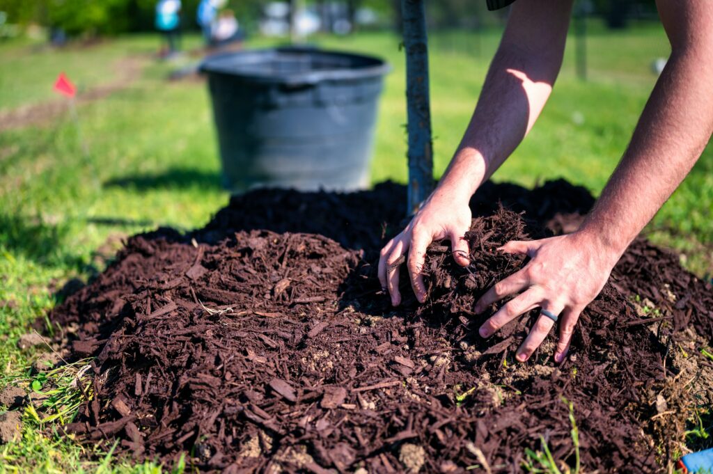 Um einen jungen Baum wird mit den Händen Mulch verteilt.