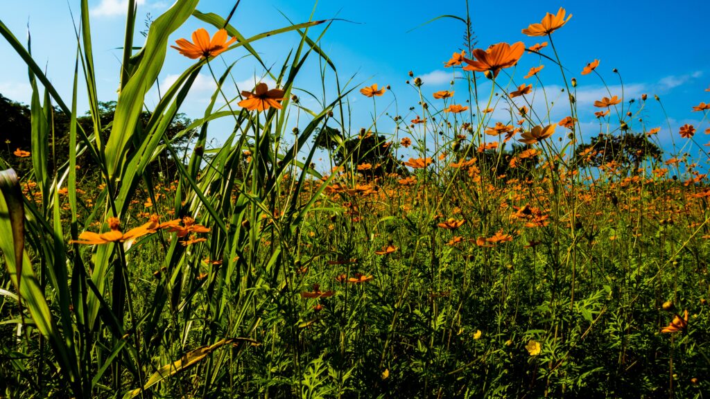 Eine wunderschöne Wildblumenwiese bei strahlenden Sonnenschein symbolisiert die Wichtigkeit von Nachhaltigkeit im Garten