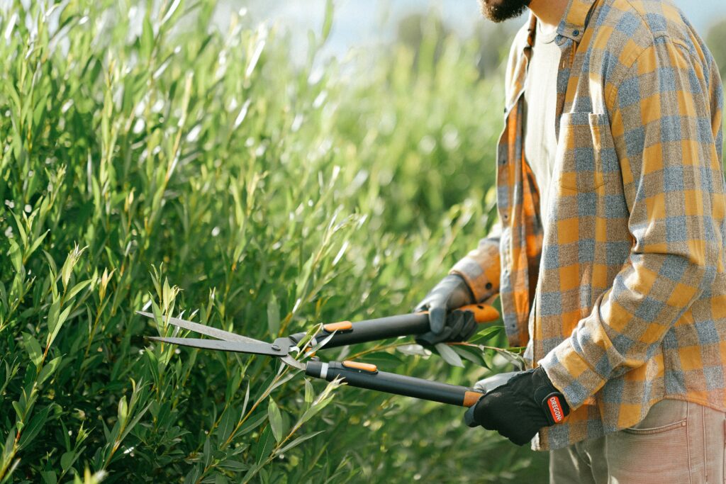 Eine Hecke wird mit einer Gartenschere geschnitten diese grüne Hecke dient als natürlicher Sichtschutz im Garten