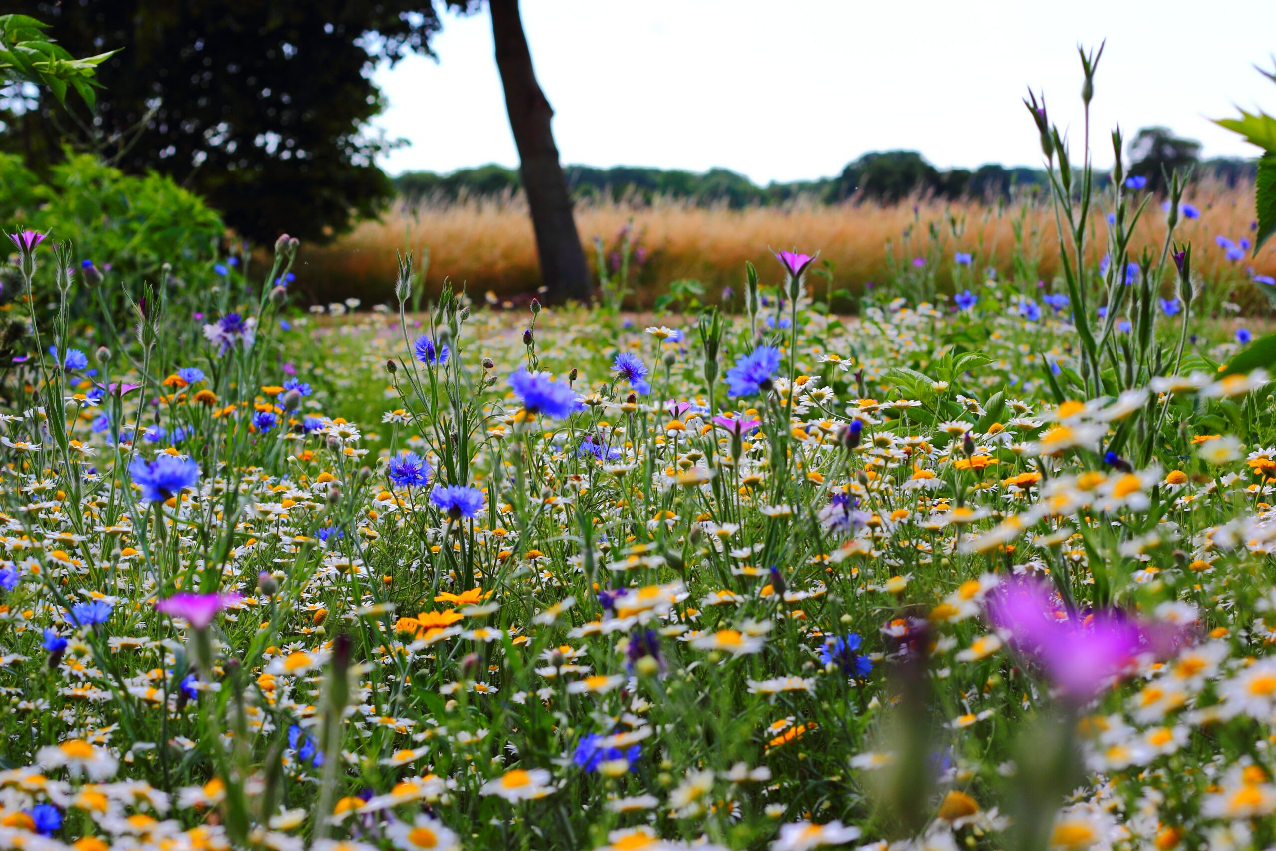 Eine wunderschöne Wildblumenwiese mit hunderten bunten Blumen am Rande eines Feldes symbolisiert die wichtigkeit für Nachhaltigkeit und Naturschutz