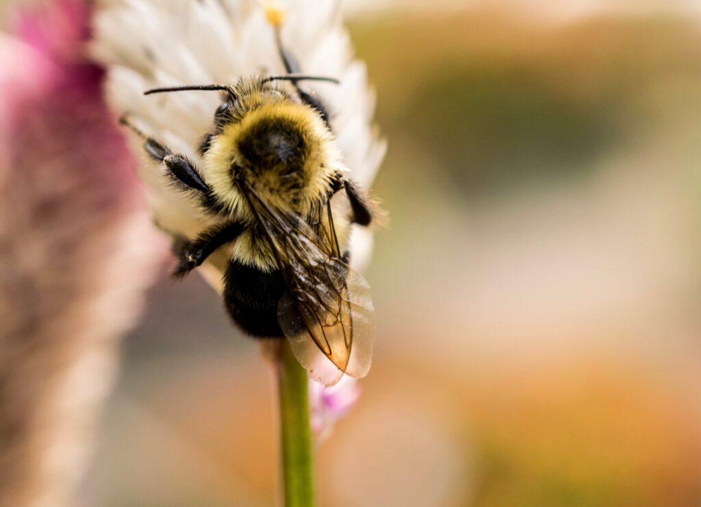 Hummel oder auch wildbiene genannt auf einer Blüte