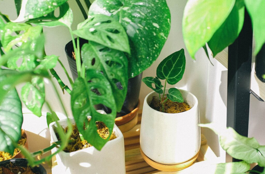 Eine große Monstera mit großen grünen Blättern. Symbolbild für die Pflege und Reinigung von Blättern der Zimmerpflanzen