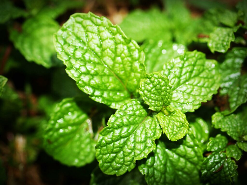 grüne Pfefferminze Kräuter im Garten