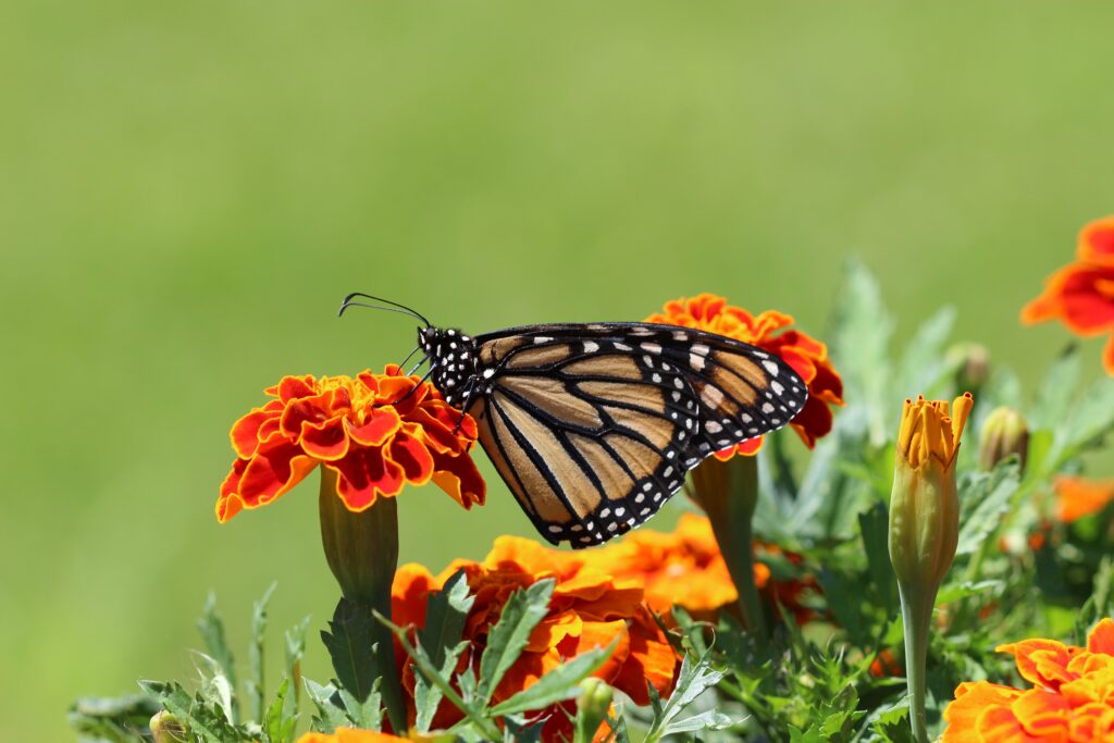 Ein Schmetterling sitzt auf einer Blume. Ein Symbolbild für den Artenschutz im Garten