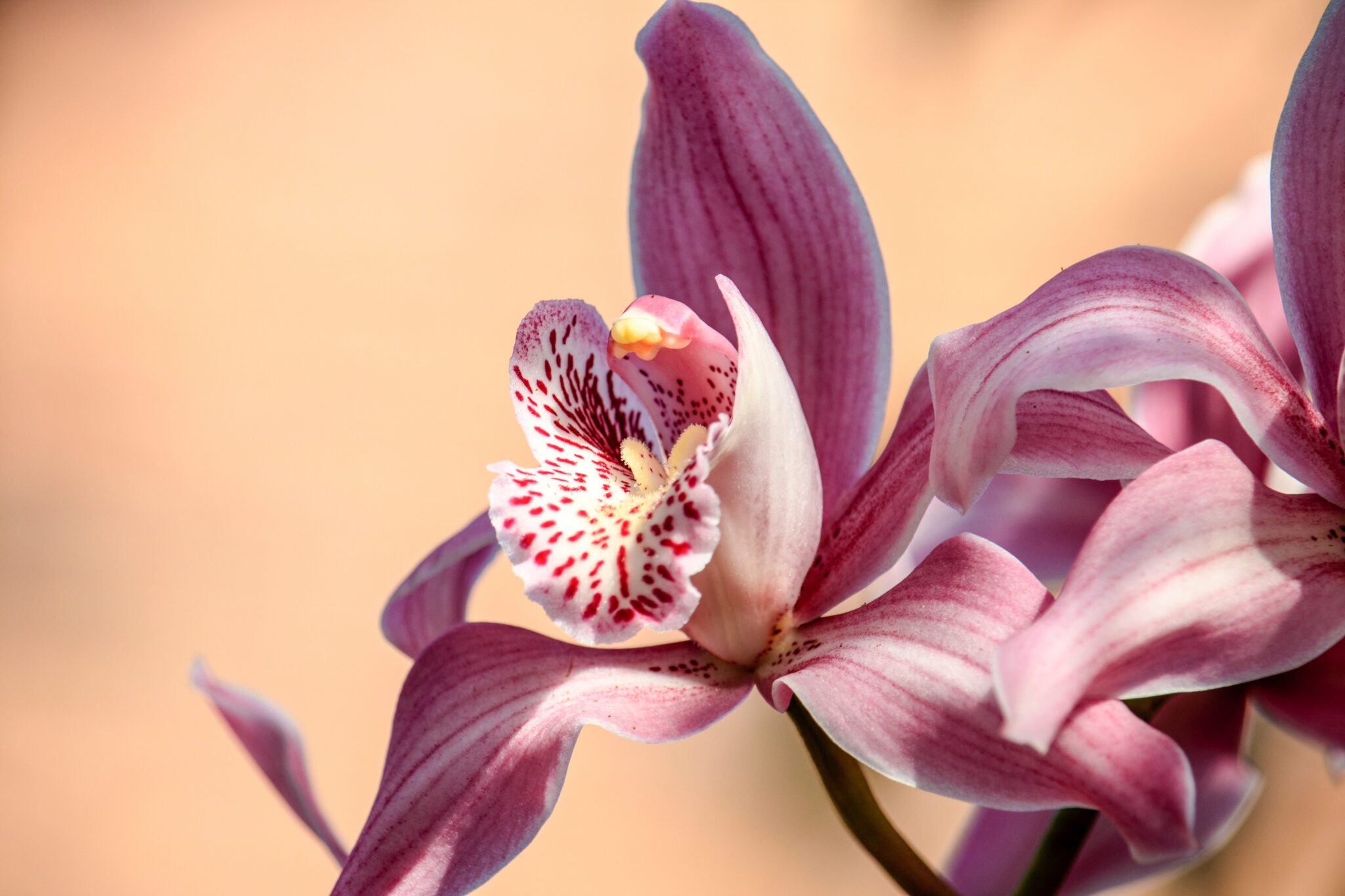 Orchideen zum Blühen bringen Tipps und Tricks zur Blütenpracht