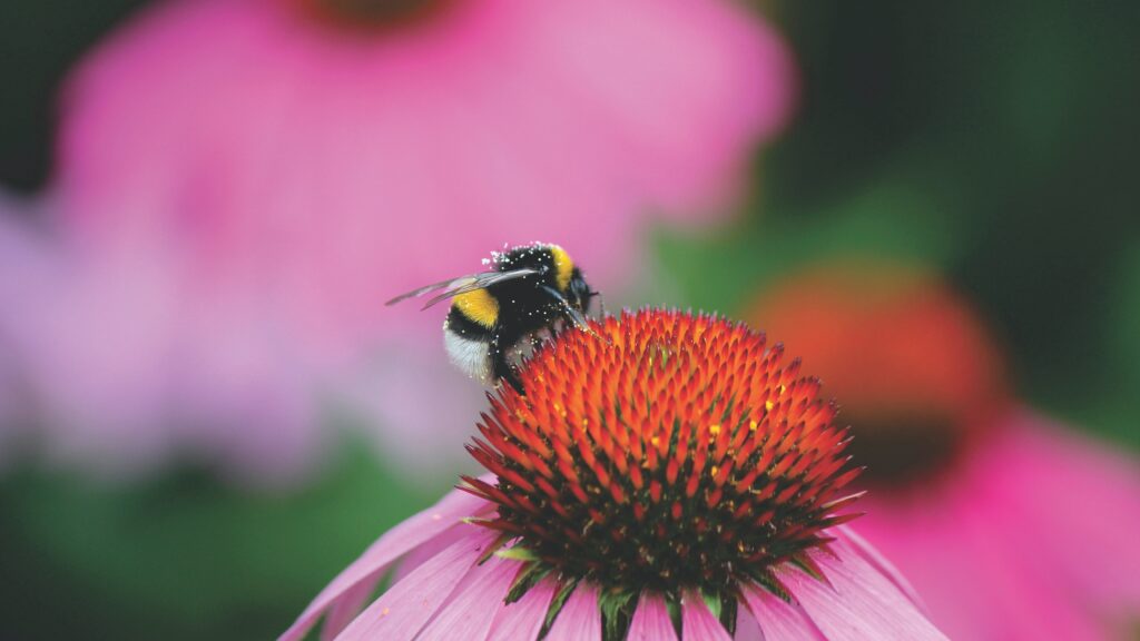Hummel oder auch Wildbiene genannt auf einer Blüte