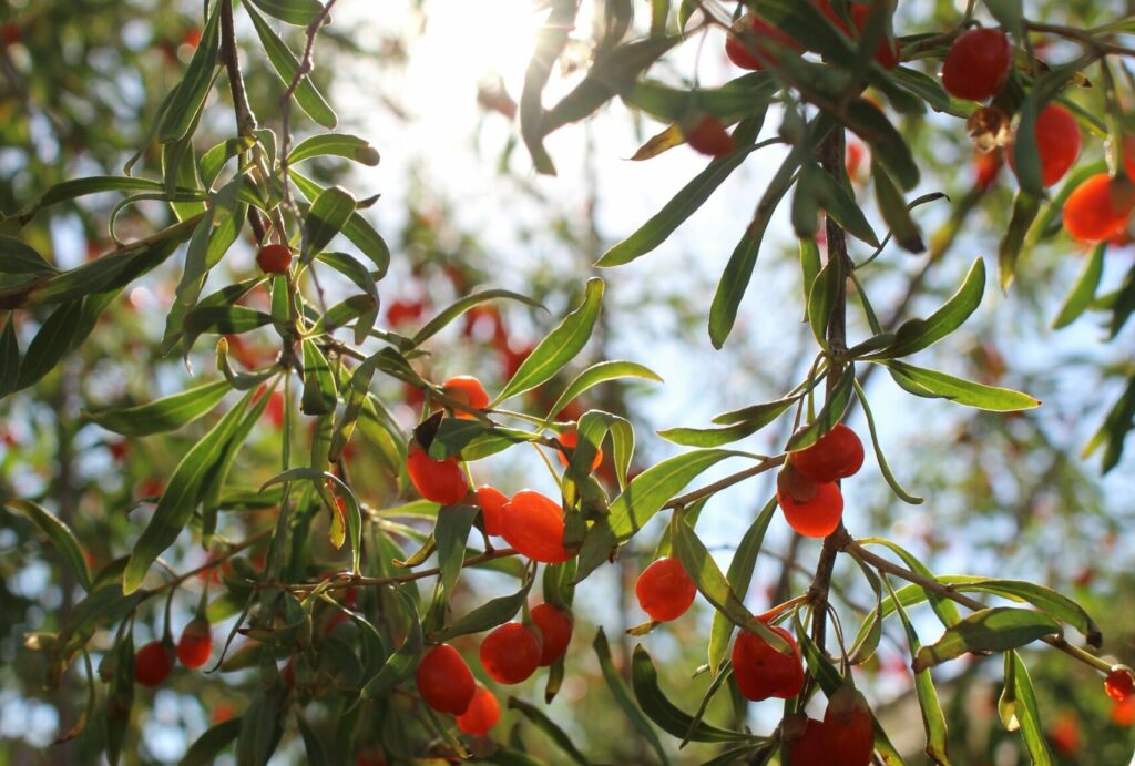 Goji Beeren an einem Ast 