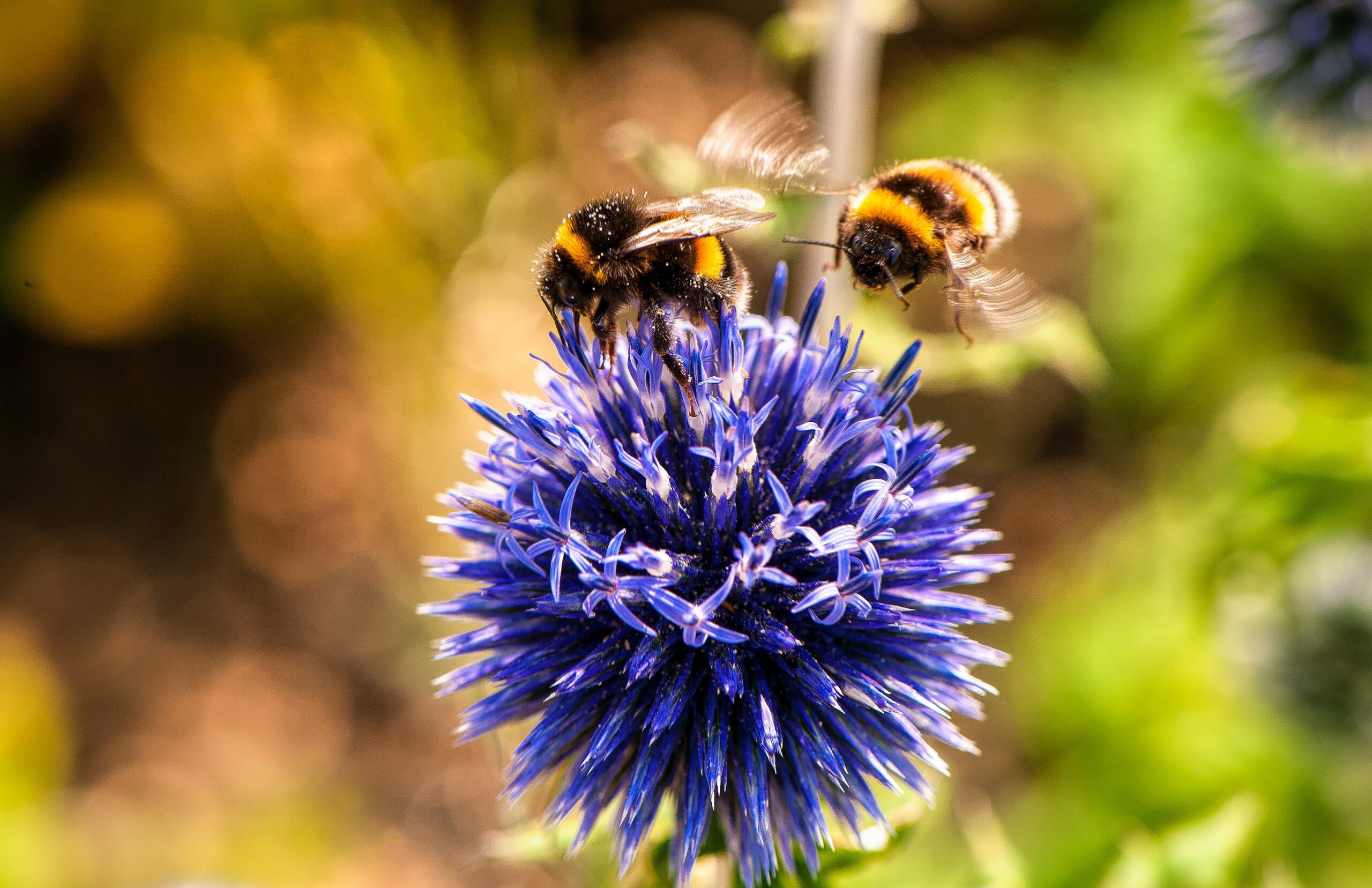 Zwei Hummeln kreisen um eine blaue Blume im Garten und symbolisieren die Wichtigkeit von Nachhaltigkeit im Garten