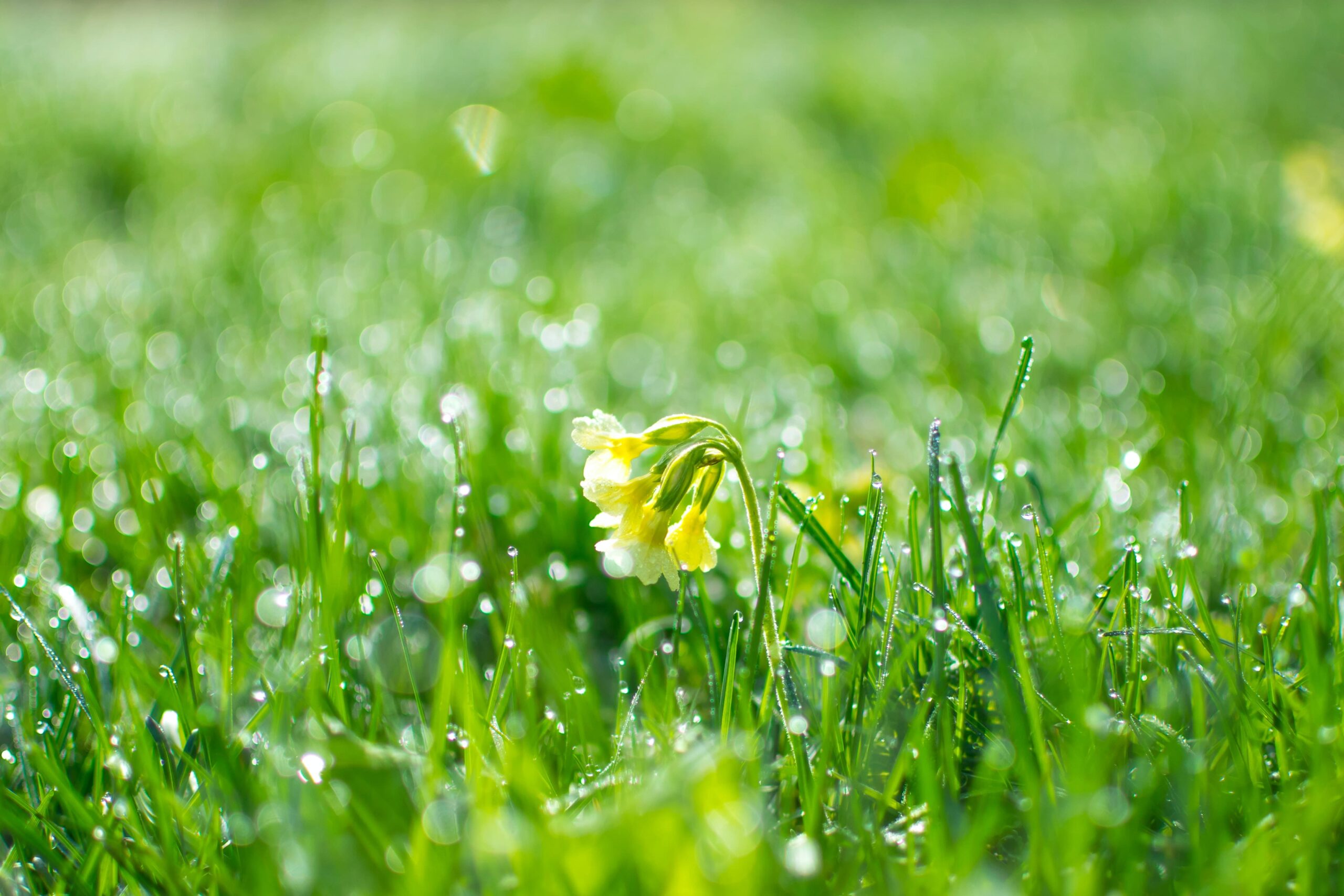 Nasser Rasen mit einer Löwenzahnblume