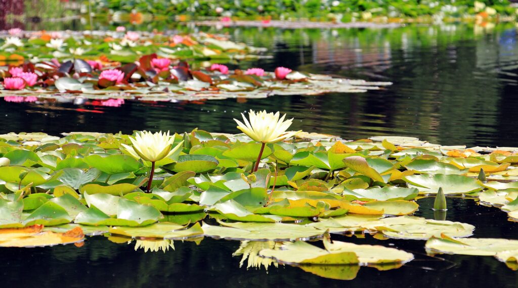 Ein schöner Gartenteich auf dem Seerosen in unterschiedlichen Farben wachsen