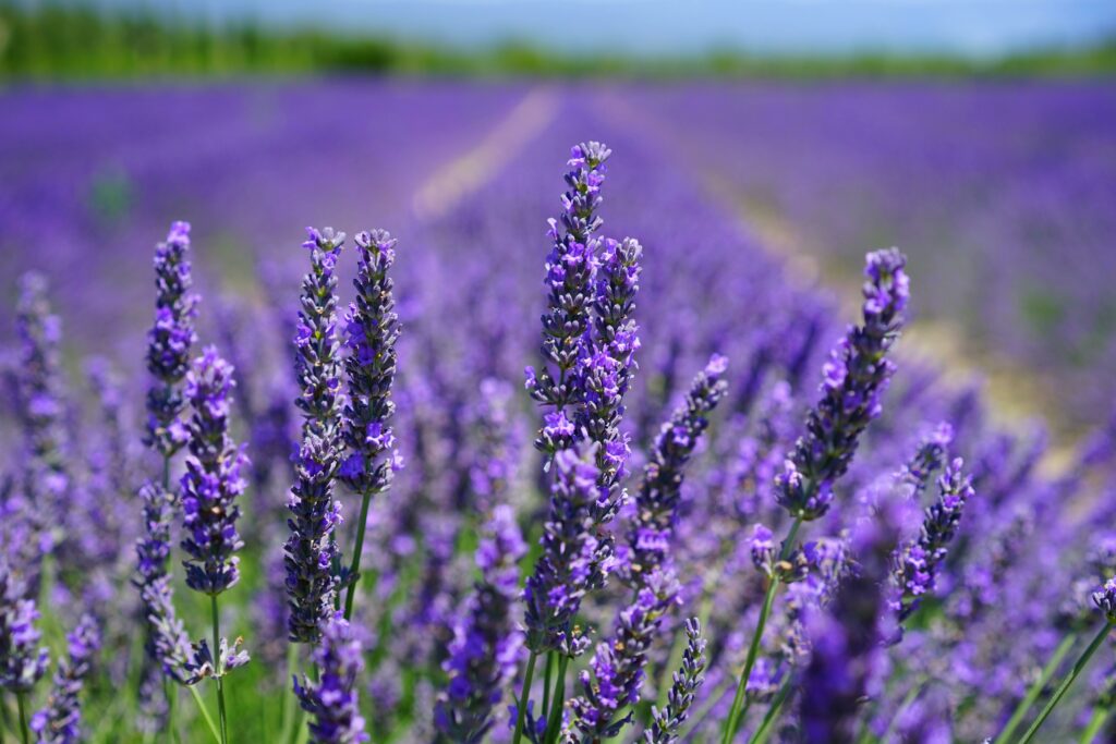 Blühender Lavendel mit lila Böüten auf einem Feld voller Lavendel