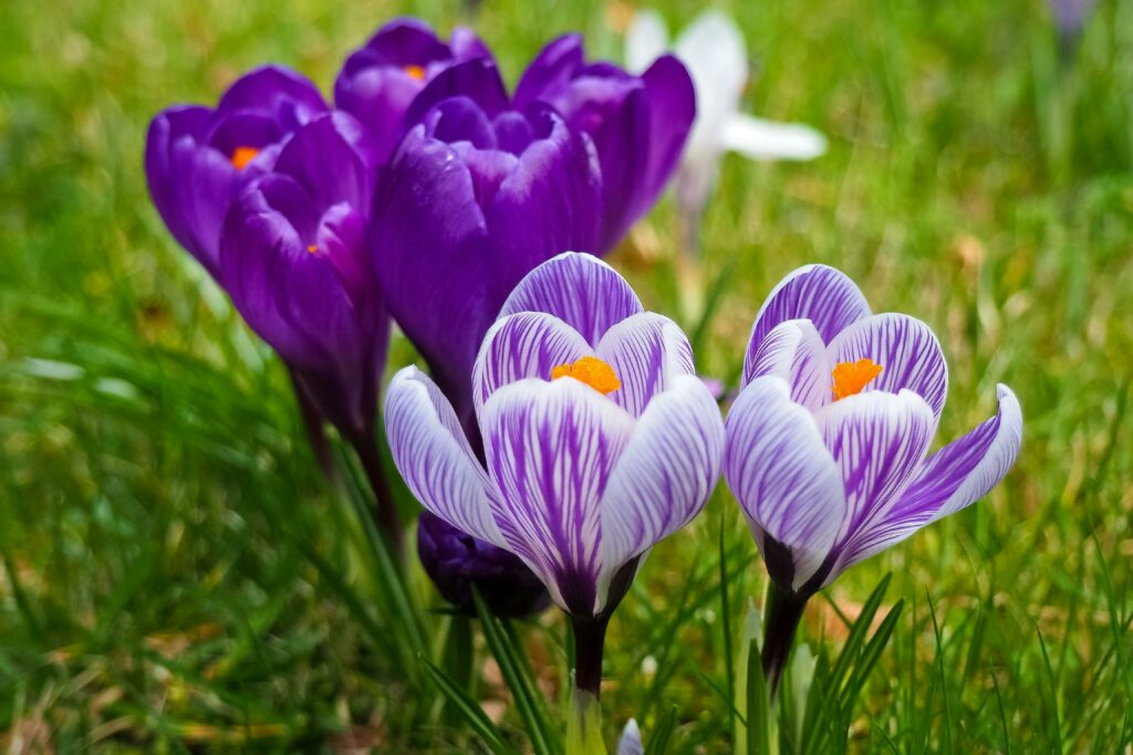 Krokus blüht im Frühjahr auf einer Wiese