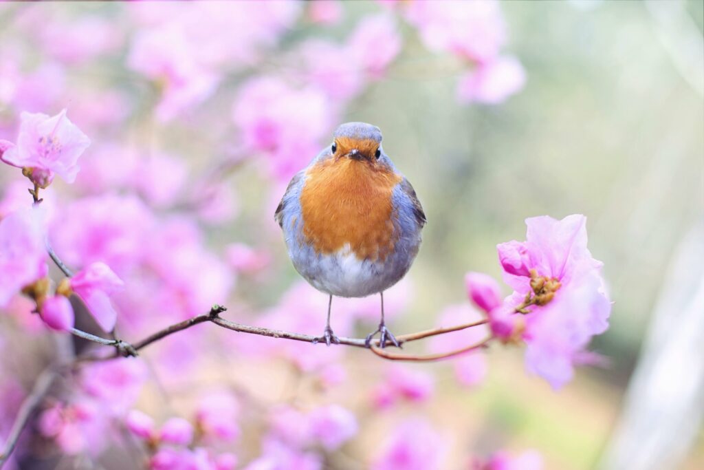 Ein blühende Baum auf dessen Zweig ein Vogel sitzt
