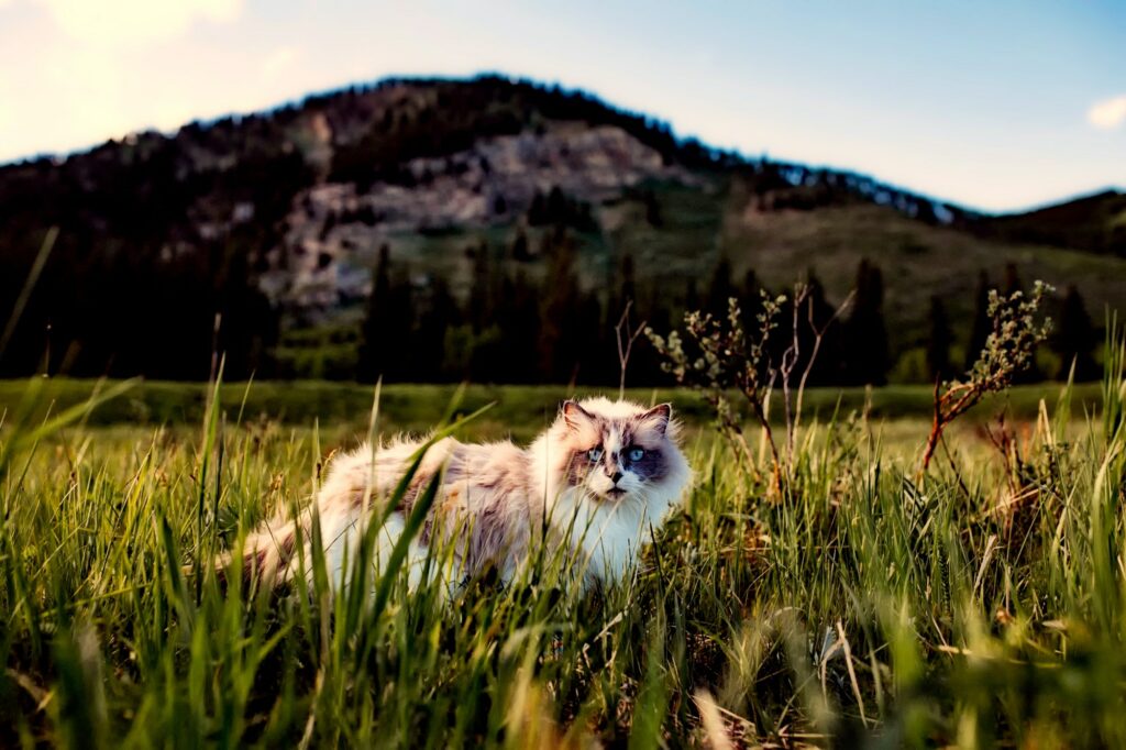 Eine Katze läuft durch eine Wiese
