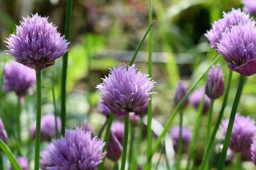 Blühender Schnittlauch im Garten