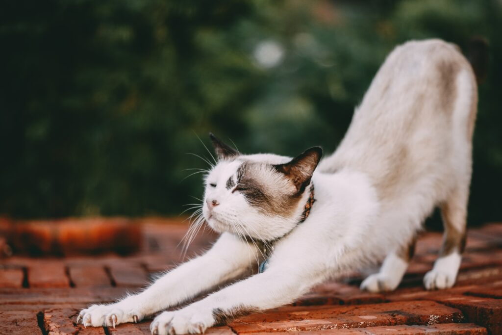 Eine fremde Katze im Garten streckt sich auf einem Ziegeldach