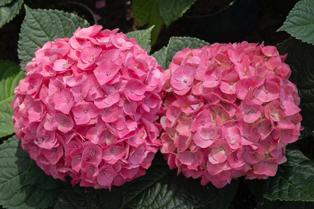 eine sehr gepflegte Hortensie mit rosa Blüten