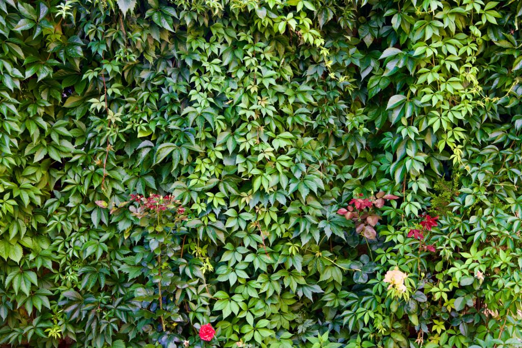 Eine grüne Hecker dient als natürlicher Sichtschutz im Garten