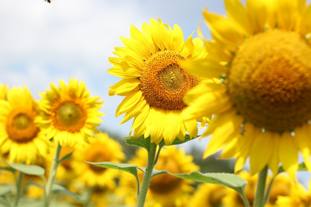 Sonnenblumen auf einer Wiese die symbolisieren, dass man mit Solaranlagen Strom und Geld sparen kann