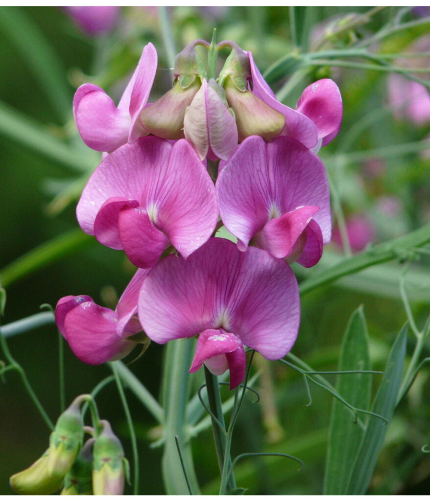 Duftwicke mit lila Blüten gehören zu einen der 8 schönsten Sommerblumen im Garten