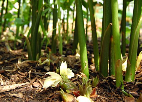 Myoga im garten ist ein weiteres der 9 Kräuter die im Schatten wachsten