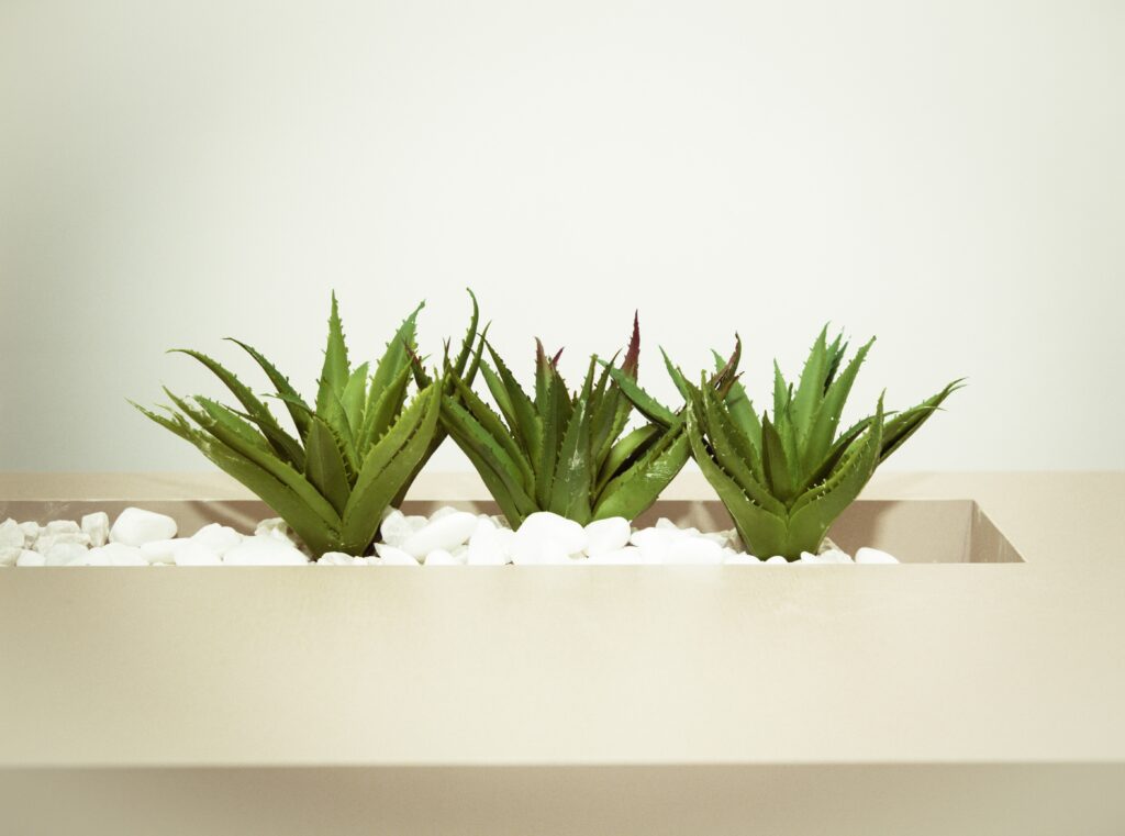 Aloe Vera Pflanze in der Küche