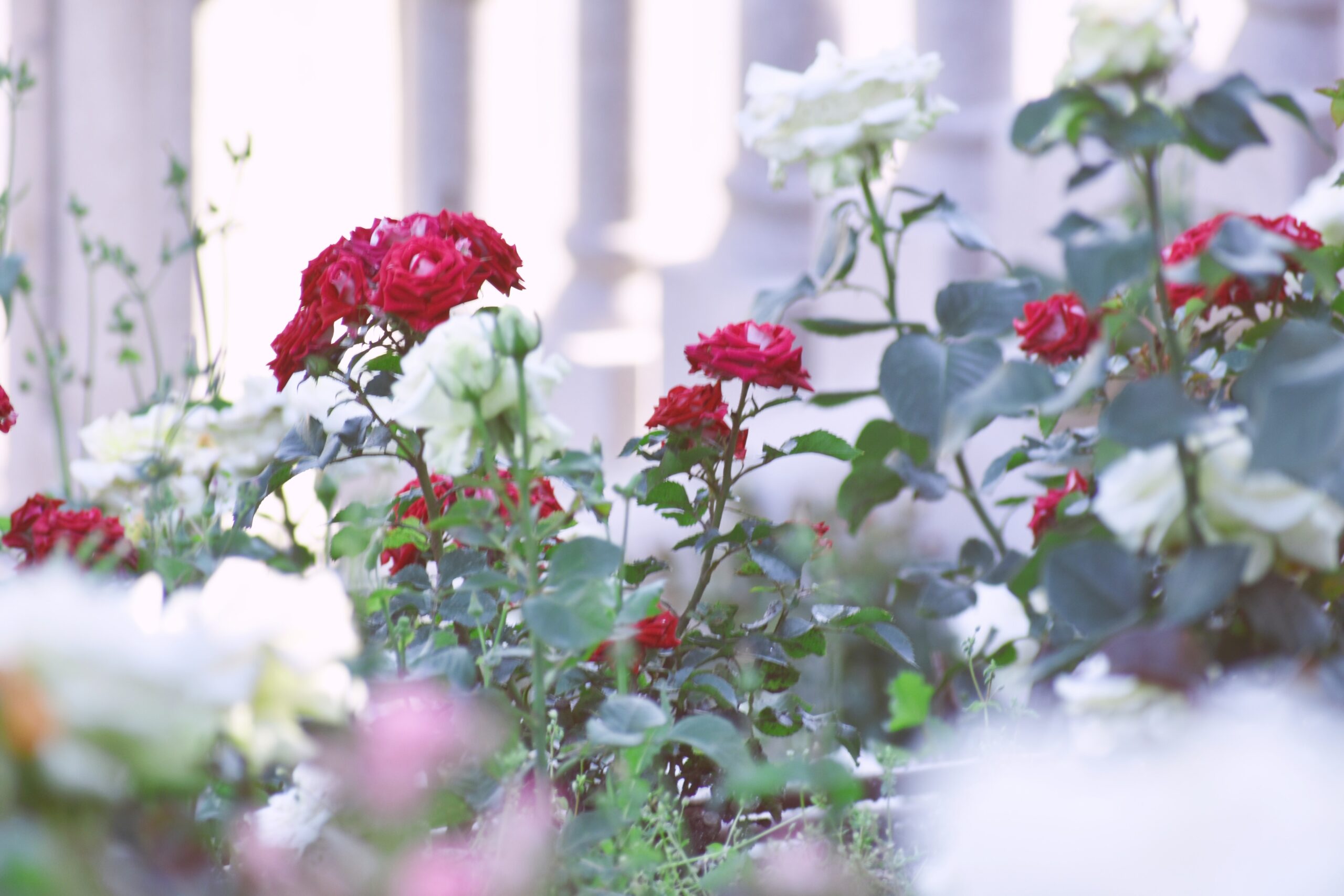 Rosenerde ist entscheidend für das Wachstum und Blüte der Rosen