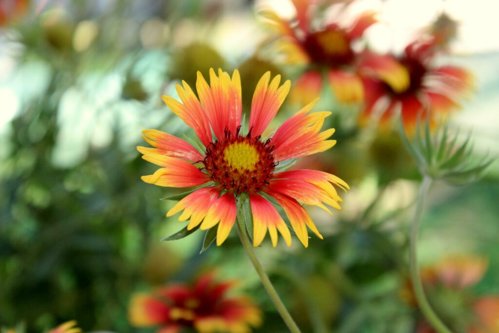 Sommerblumen