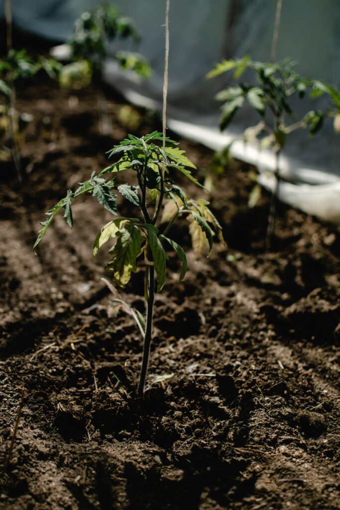 tomaten richtig angebunden
