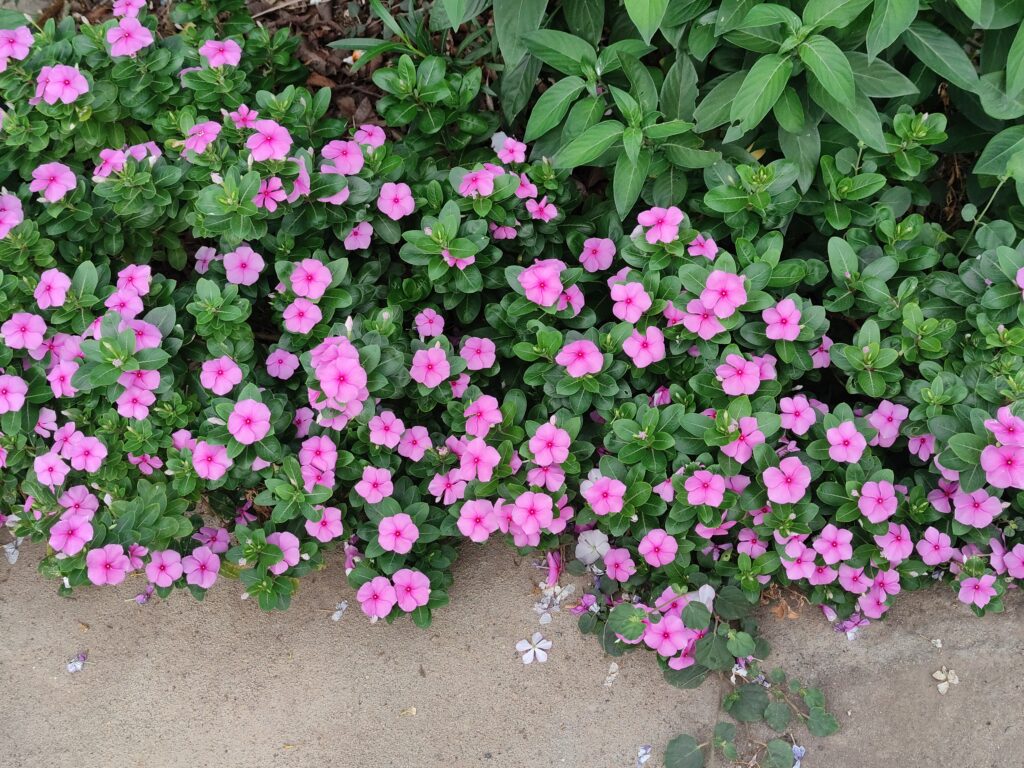 Ein Blütenmeer als lila farbenen Blüten der Petunienpflanze