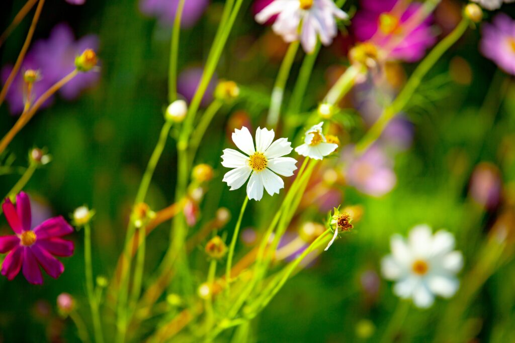 Eine Cosmos Pflanze mit weißen Blüten auf einer Wiese gehört zu den schönsten Sommerblumen im Garten