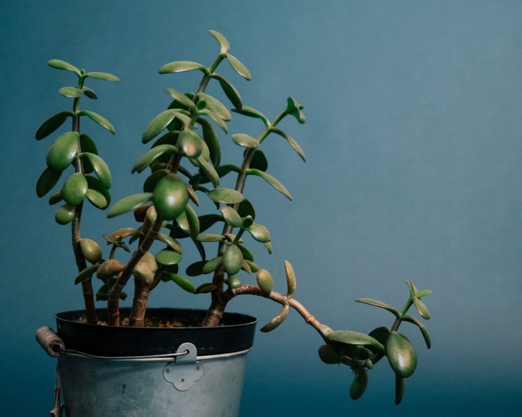Crassula ovata Geldbaum pflanze