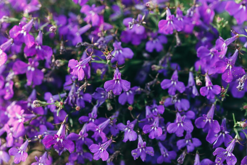 duzendende lila Blüten der Lobelien verwandeln jeden Garten in ein Blütenmeer und gehören zu den schönsten Sommerblumen im Garten