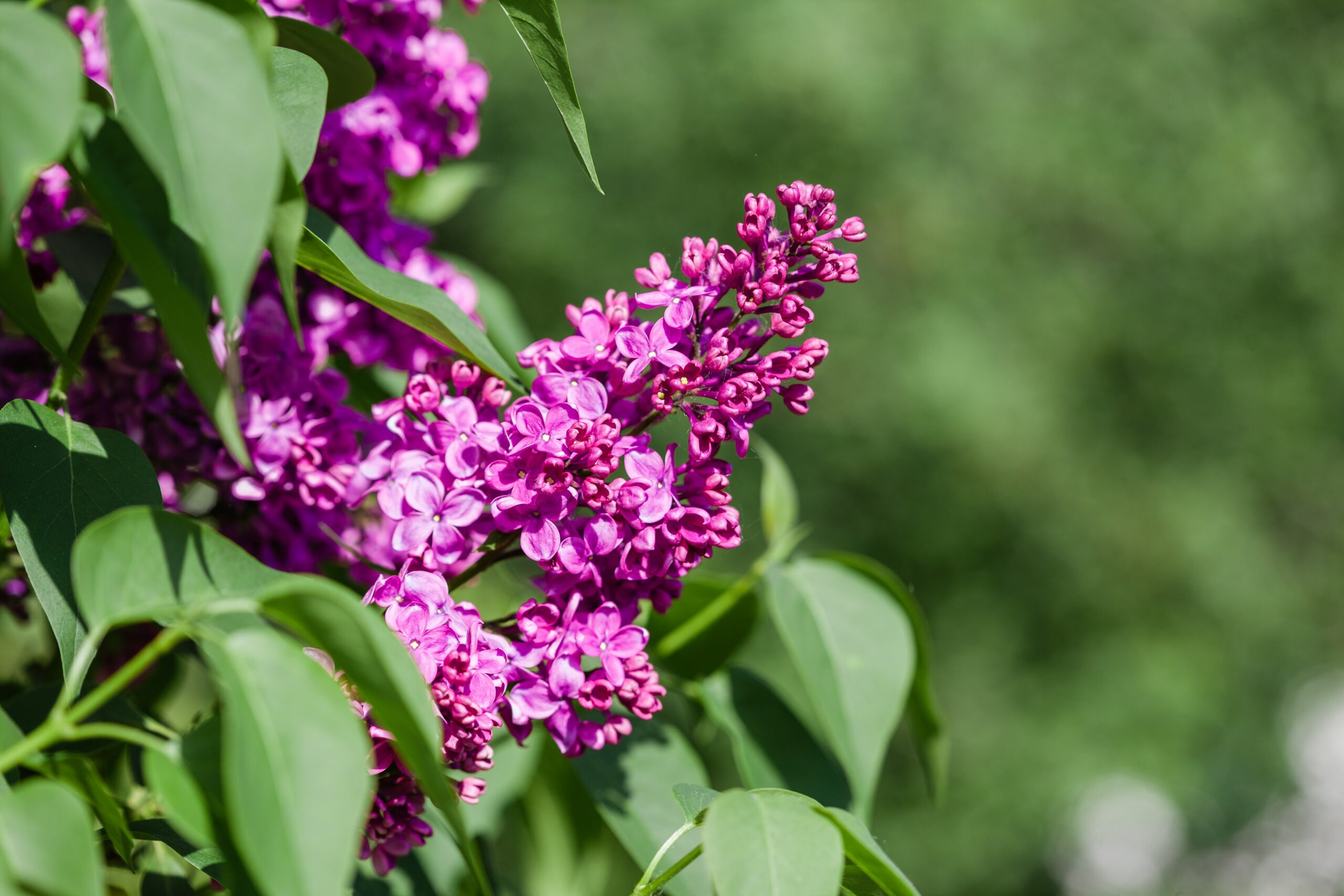 Lila Blüten eines Sommerflieders im Garten