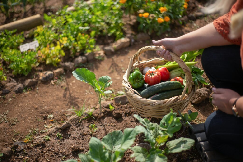 Eine Person trägt einen Korb mit geernteten Gemüse durch einen Gemüsegarten