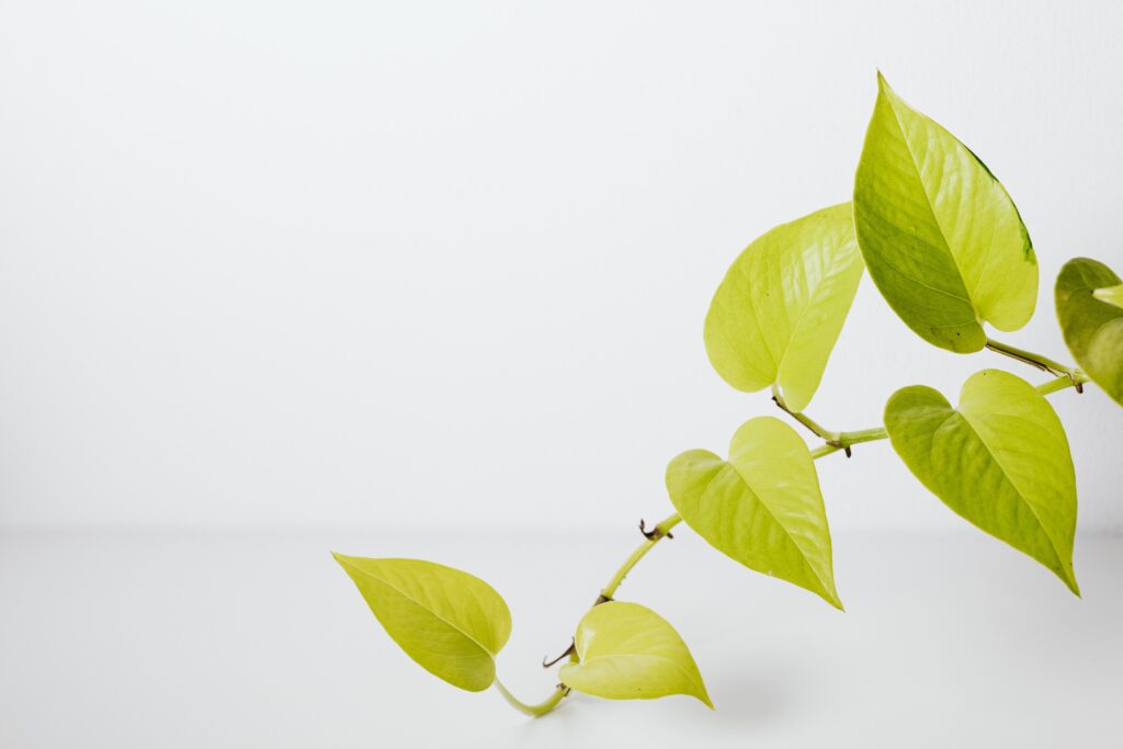 Pothos Pflanze in Küche