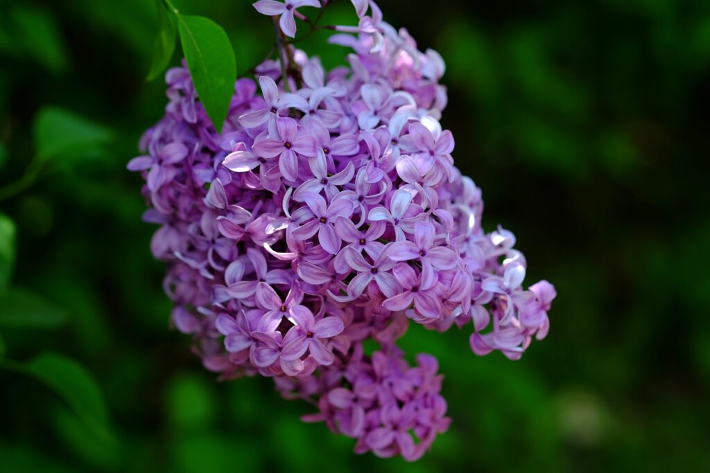 Wenn Sie einen Sommerflieder in Ihrem Garten haben, ist es wichtig, ihn regelmäßig zu schneiden, um seine Gesundheit und Schönheit zu erhalten. In diesem Artikel werden wir Ihnen eine Schritt-für-Schritt-Anleitung zum Sommerflieder schneiden geben, sowie einige Antworten auf häufig gestellte Fragen.