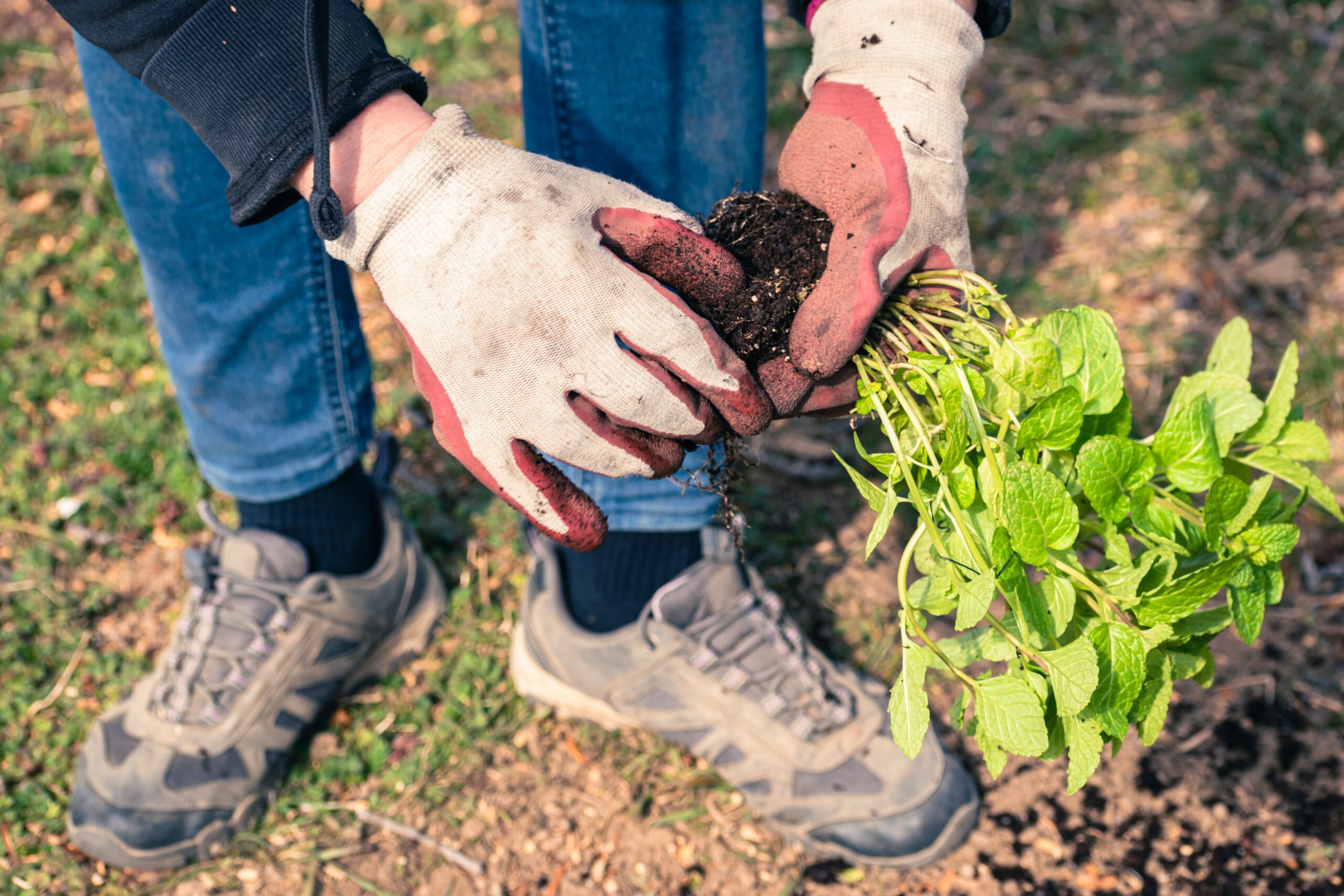 Unterschiedliche Gartenarbeiten verlangen auch unterschiedliche Handschuhe. Wir stellen Ihnen die besten Arbeitshandschuhe für die Gartenarbeit vor: