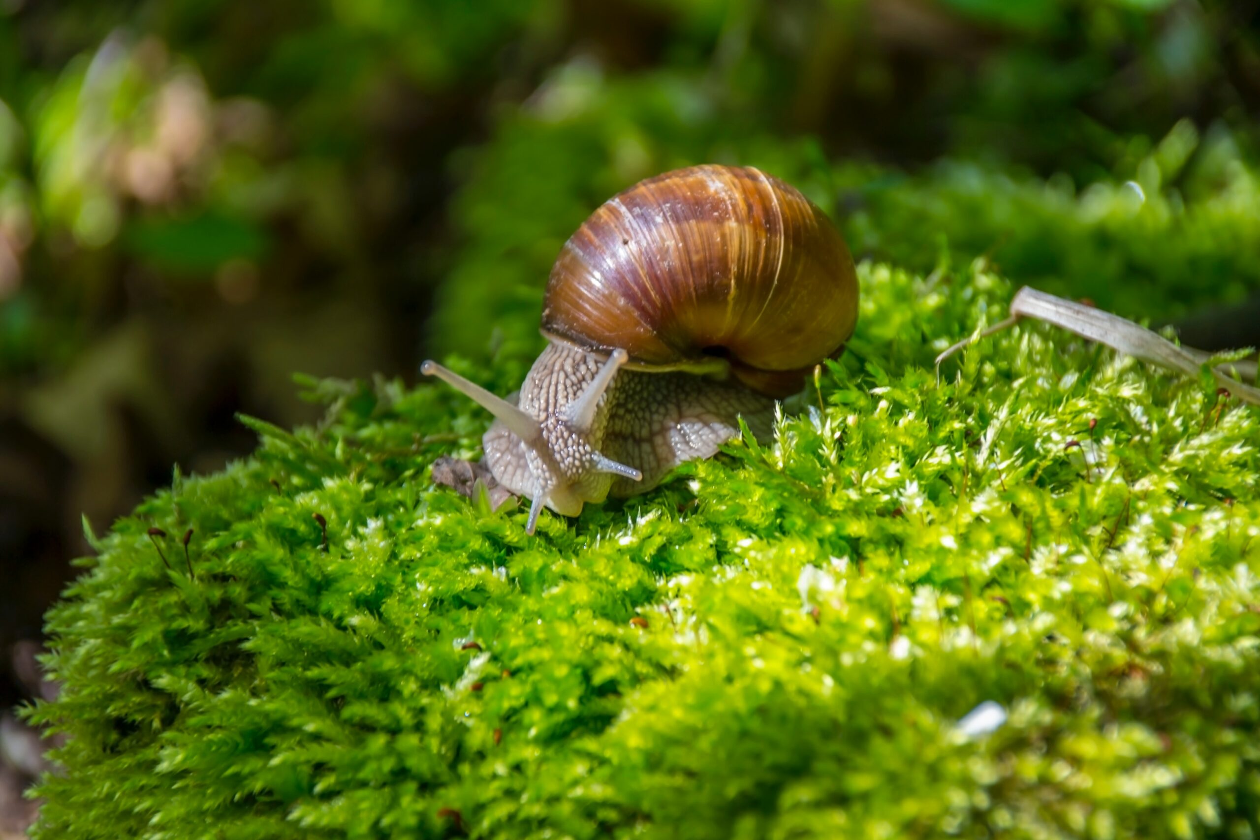 Ein Stein ist dick mit Moos überwachsen. Auf dem Stein sitzt eine Weinbergschnecke