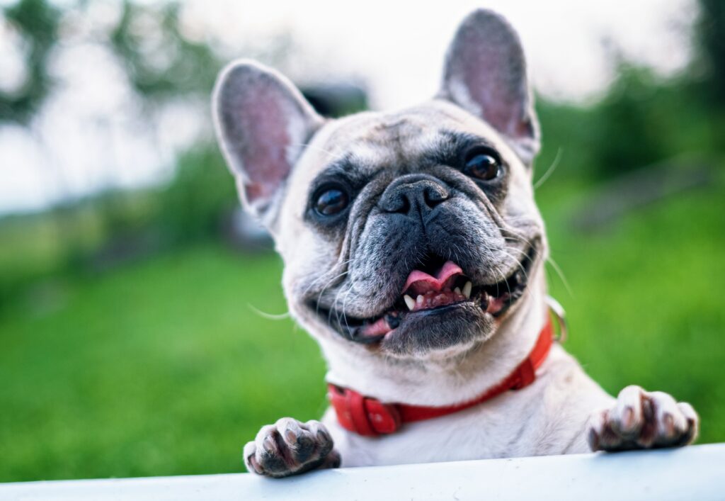 Ein glücklicher Hund schaut über den Gartenzaun hinter ihm ein gesunder grüner rasen was symbolisieren soll wie man Rasen richtig düngen, welche Düngemittel und Werkzeuge Sie benötigen, und wie Sie häufige Fehler vermeiden können, um einen gesunden, grünen Rasen zu erhalten